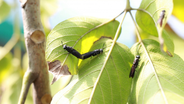 Black Soldier Fly Larvae planong mugnaon sa EWTPM